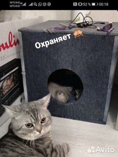 Передержка домашних животных