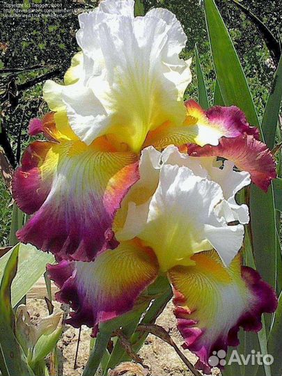 Ирисы сортовые