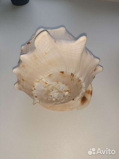 Морская ракушка, раковина