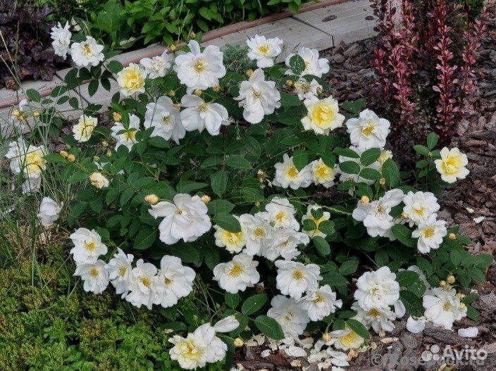 Английская роза Винраш/Windrash ароматная