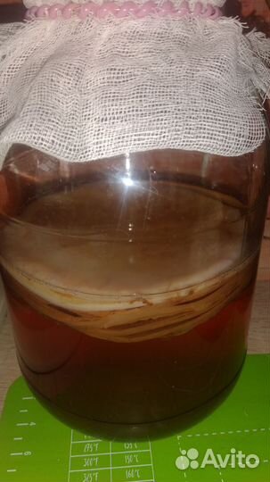 Чайный гриб