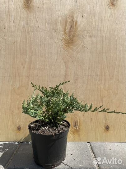 Туя смарагд, можжевелькик