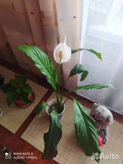 Цветок женское счастье