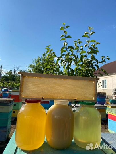 Мед натуральный урожай 2023