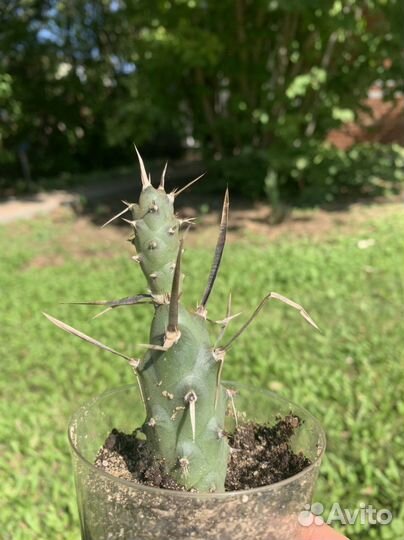Кактус Тефрокактус членистый