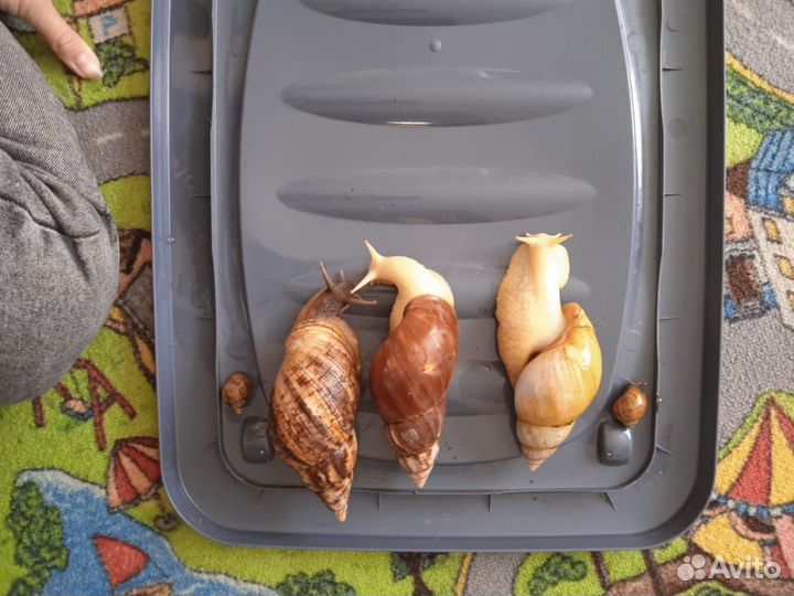 Улитки ахатины