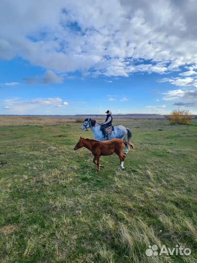 Конные прогулки