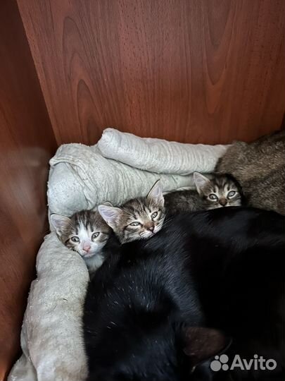 Отдам котят бесплатно