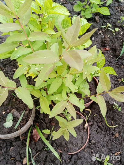 Жимолость., спирея золотистая