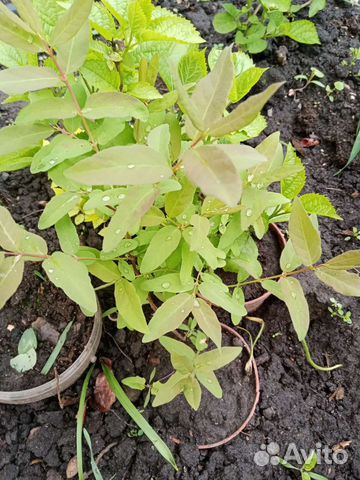 Жимолость., спирея золотистая