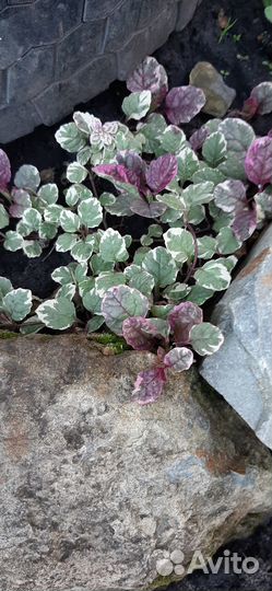 Многолетние цветы для сада:Брунерра бузульник и др