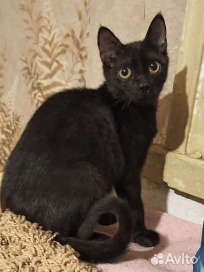 Котёнок мальчик