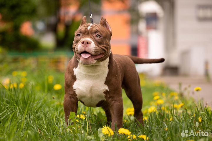 Амбулли покет