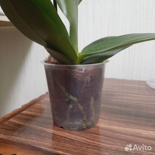 Орхидея фаленопсис