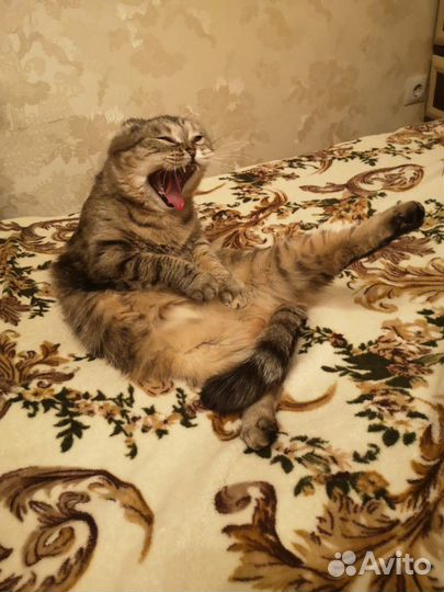 Передержка домашних животных