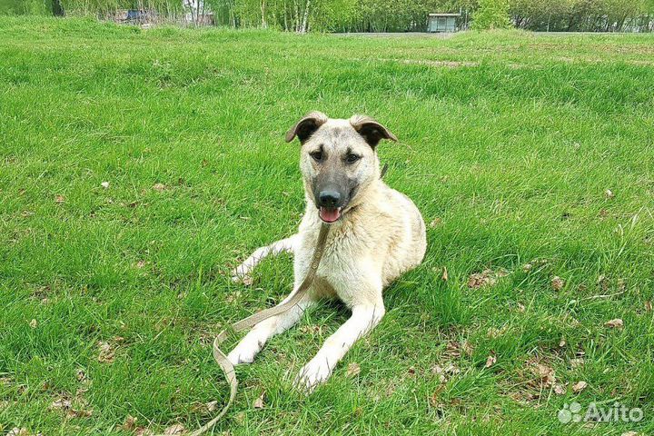 Щенок-подросток Гермиона