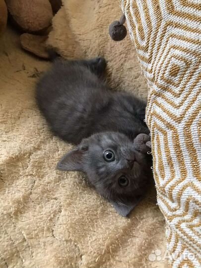 Кошечка от шотландской кошки