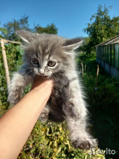 Котятки в добрые руки