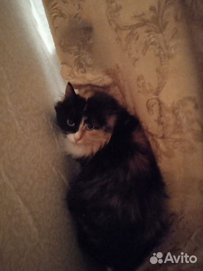 Кошка трехцветка