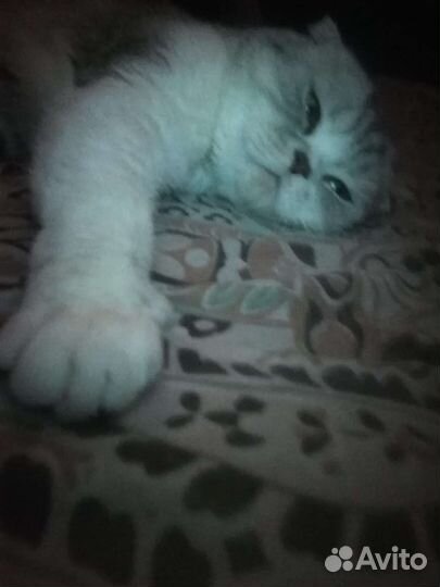 Шотландская вислоухая кошка бесплатно