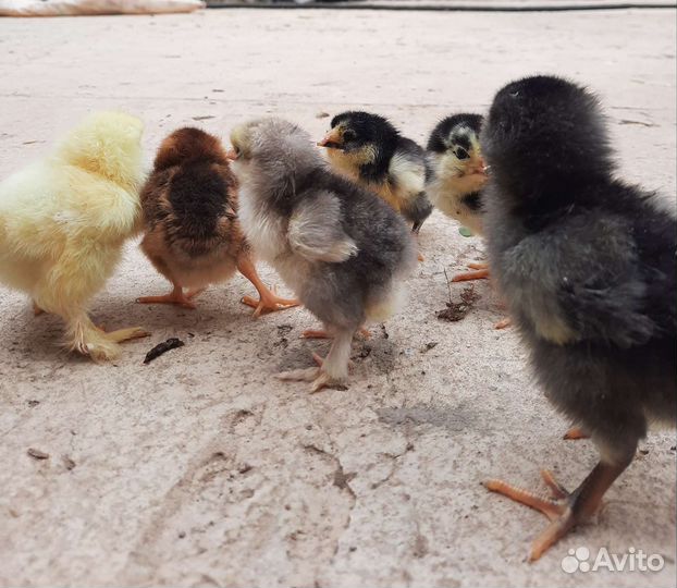 Цыплята