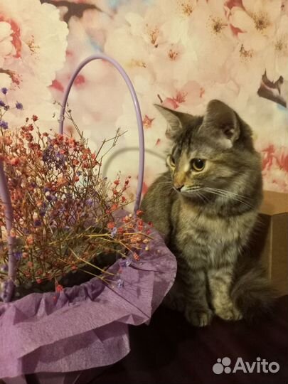 Кошка в дар