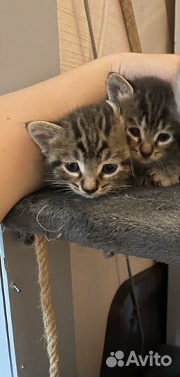 Кошки в добрые руки