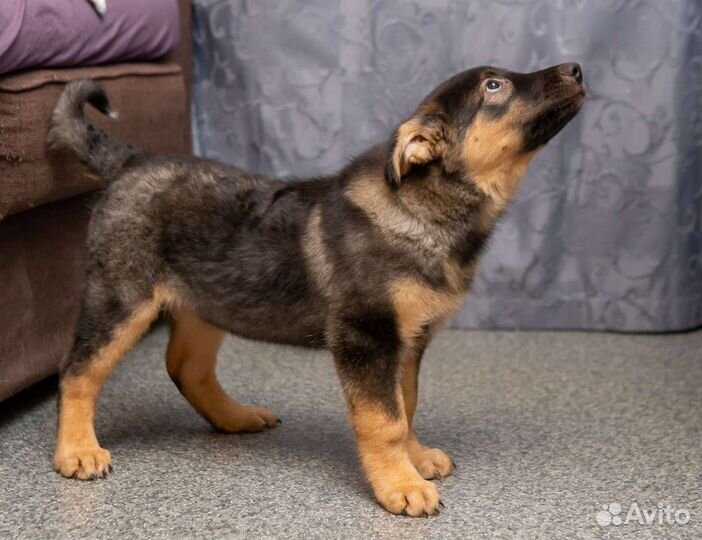 Щенок в добрые руки