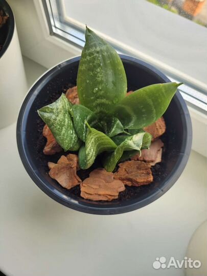 Сансевиерия ханни 