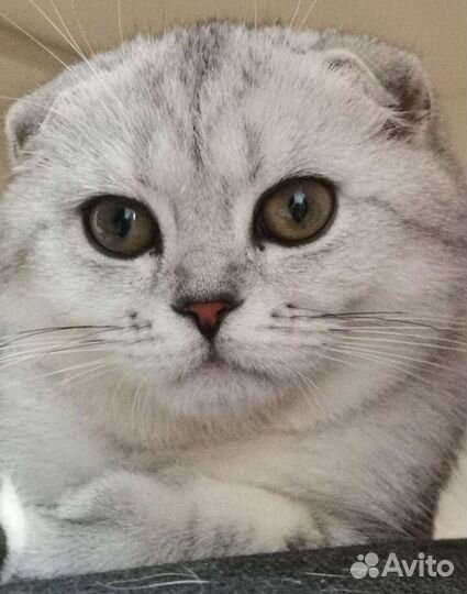 Шотландская вислоухая кошка