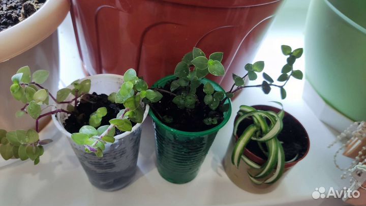 Комнатные цветы