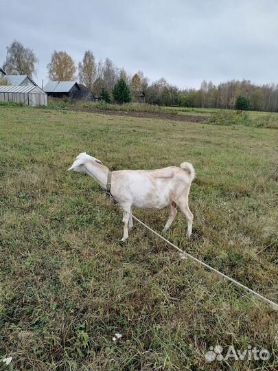 Коза, козочки, козел