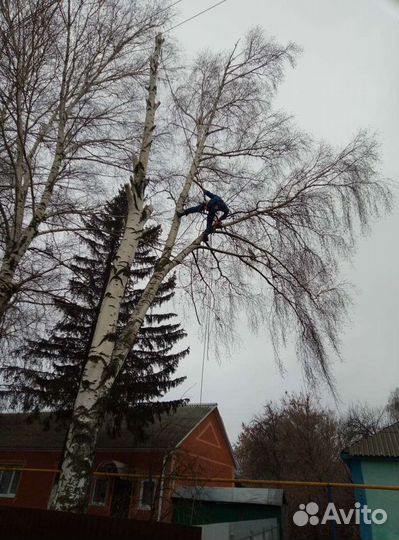 Спил деревьев