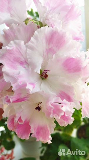 Сортовые пеларгонии