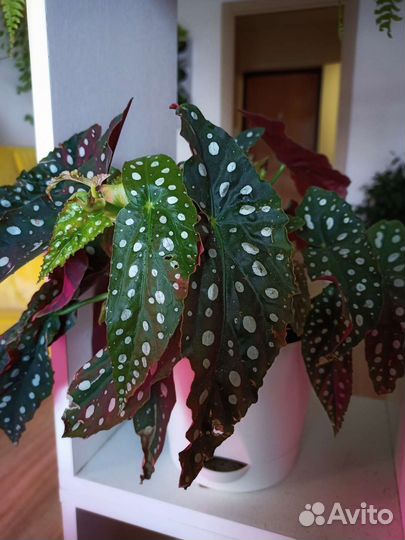 Бегония макулата свежий срез
