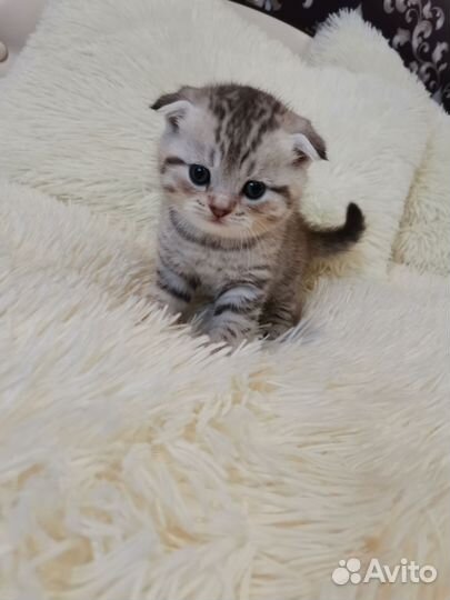 Шотландские котята