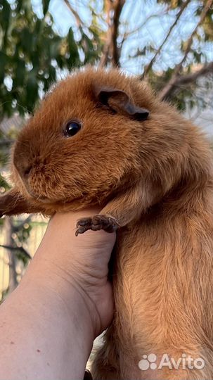 Самец Тедди возраст 8 мес