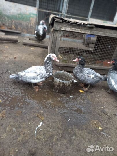 Мускусные утки