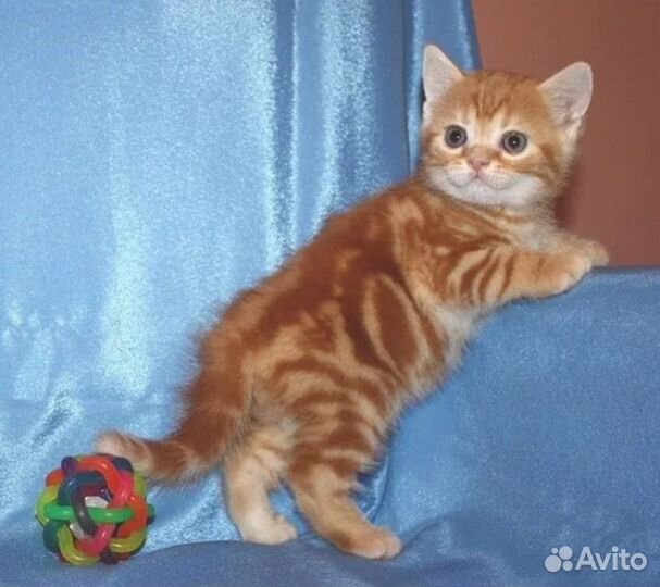 Продажа котят