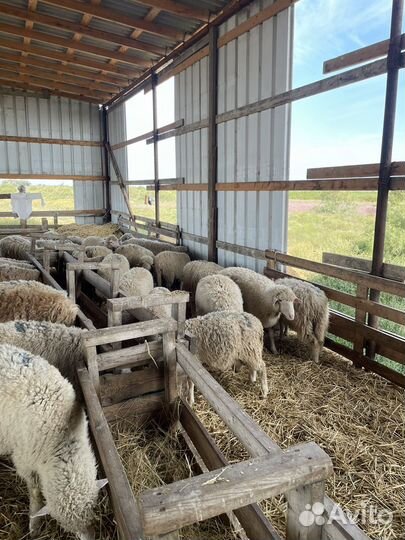 Ягнята баранчики