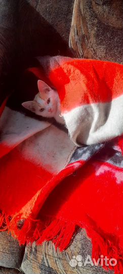 Рыжий котенок мальчик