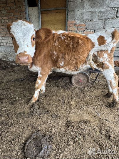 Телочки и бычки