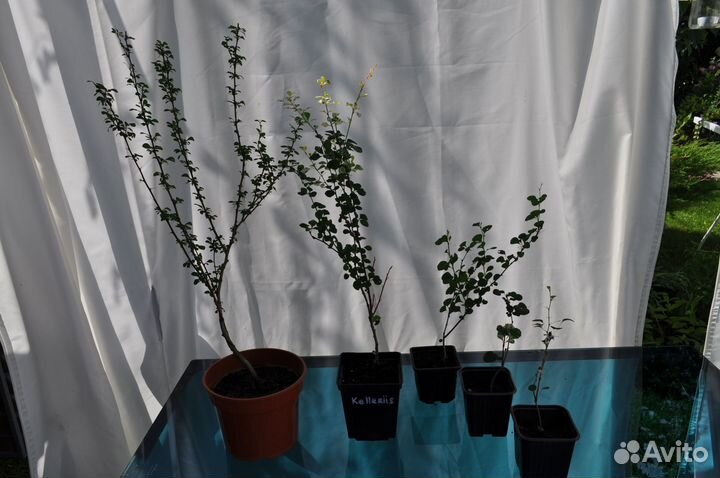 Барбарис Тунберга Kelleriis (Келлерис)