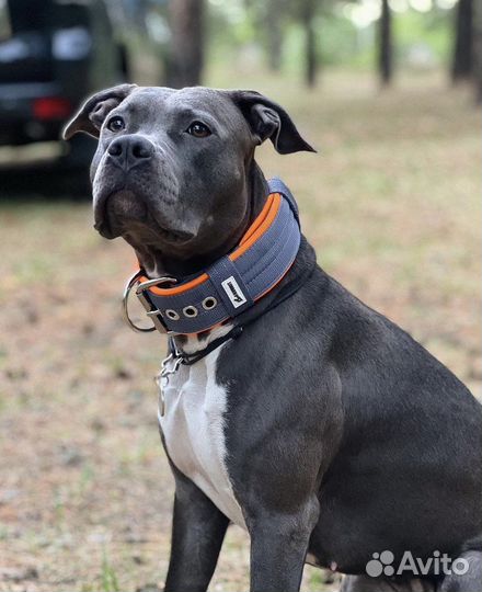 Ошейники favorit