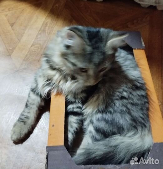 Отдам бесплатно животные