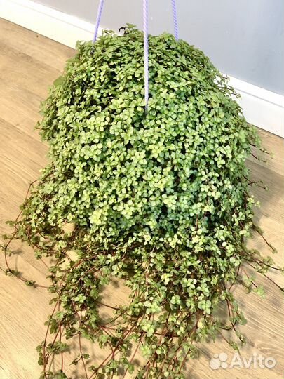 Пилея Ливанская