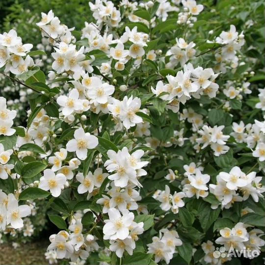 Гортензия, Спирея, Вейгела,Гибискус, Жасмин, Кампс