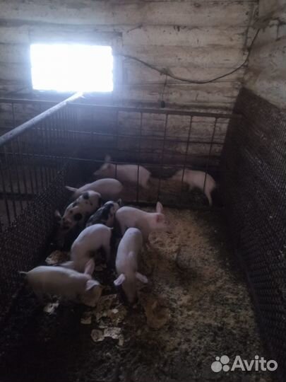 Поросята