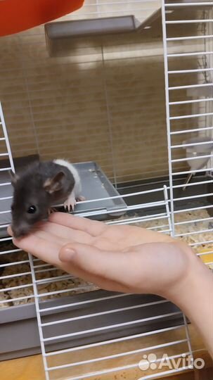 Крыса Дамбо мальчик 5 недель