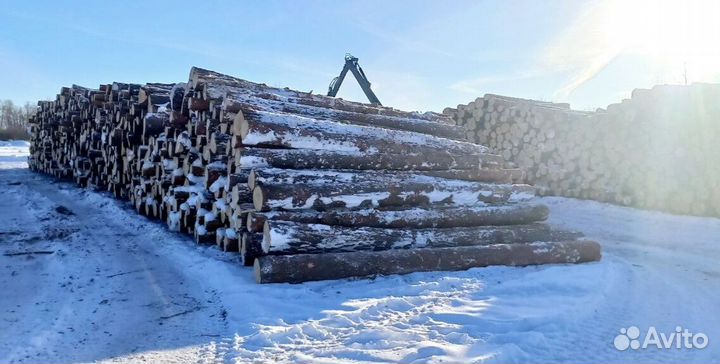 Пиловочник хвоя